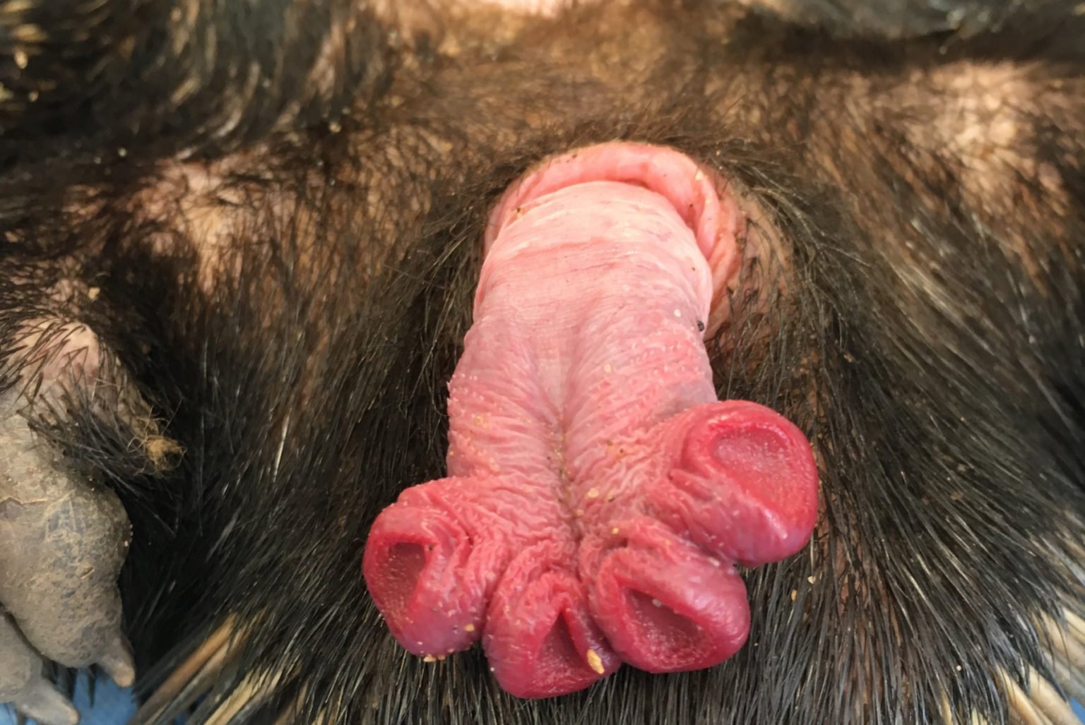 An echidna's penis. (Jane Fenelon)
