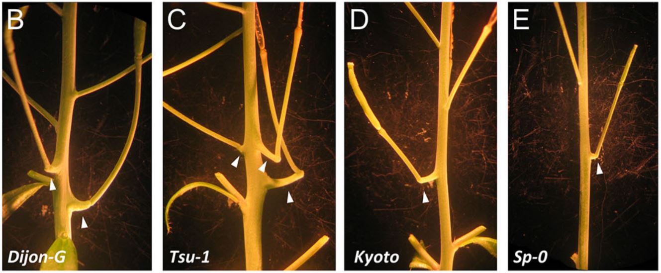 Representative short-photoperiod cantil formation (arrowheads) in natural types of Arabidopsis. ( Googkin & Assmann, Development, 2021