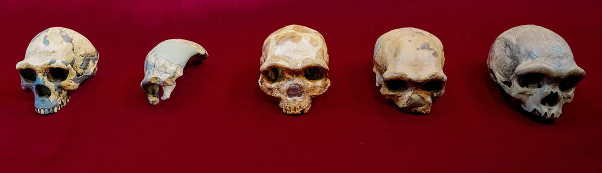 Fossil human skulls H. erectus (left) and H longi (furthest right). (Kai Geng)