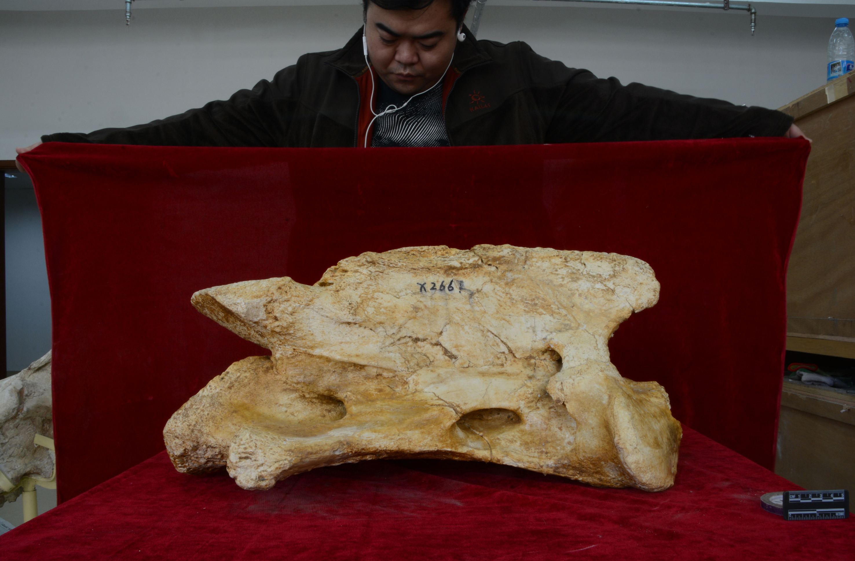 New Fossil Reveals One of The Largest Land Mammals Ever Found, And It's a Rhino