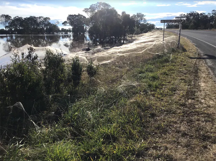 Spiderweb cloaks the greenery by the side of a road in Gippsland.