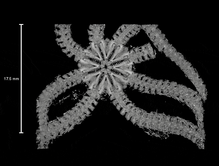 ophiojura 3d structure