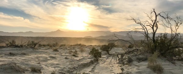 Plants are vanishing from California's deserts, and 'nothing's replacing them'
