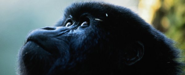 African Great Apes Will Soon Have Almost No Habitat Left At All, Scientists Warn