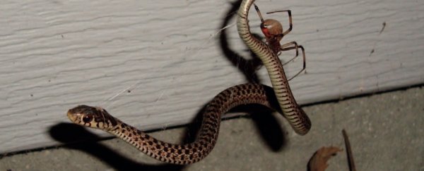 'Almost unbelievable': Gruesome encounters show spiders feasting on snakes