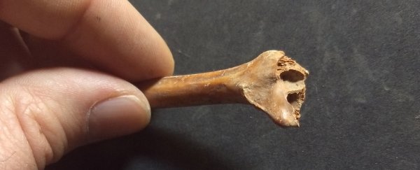 Shock discovery suggests humans were in the Americas 20,000 years earlier than thought