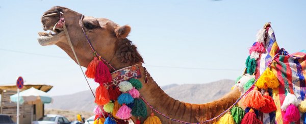 Turns out there is a secret ingredient behind camels' ability to not drink for weeks