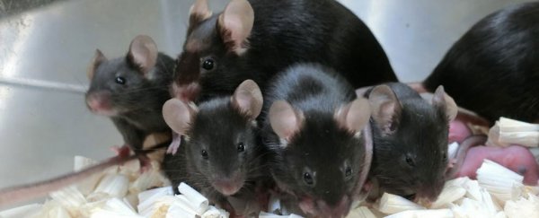 Freeze-dried mouse sperm survived 6 years in space used to conceive healthy baby mice