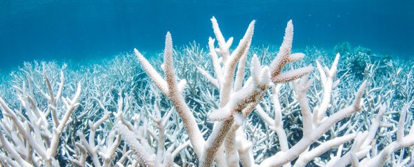 The UN is warning that the Great Barrier Reef is in serious danger. Here's why