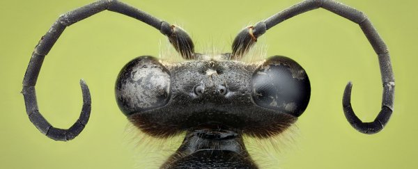 Signs of 'insect apocalypse' could be linked to particular human-made structures