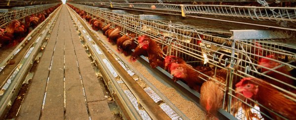 First known case of H10N3 bird flu caught by a human has been reported in China