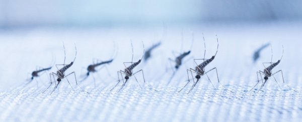 Dengue fever transmission has been cut by an incredible 77% in a real-world trial