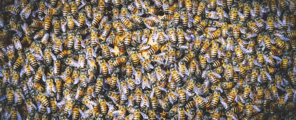 A single bee is creating an army of clones bent on wiping out another bee species