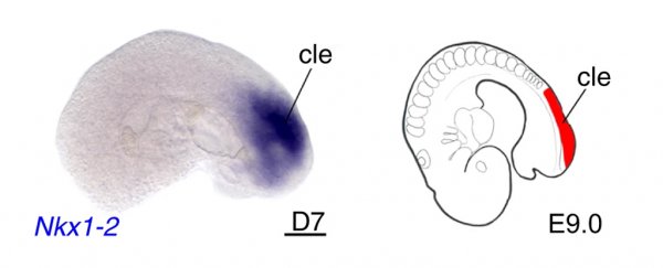 A mouse embryo with a beating heart has been grown entirely in a Petri dish
