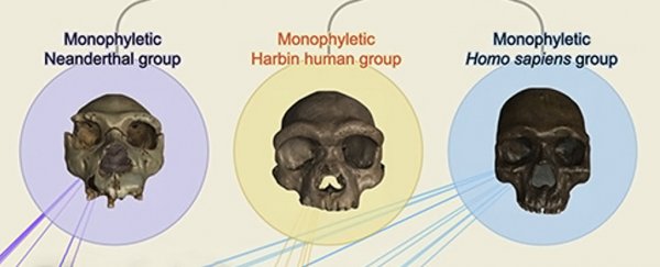 Move over, Neanderthals. This could actually be our closest human relative