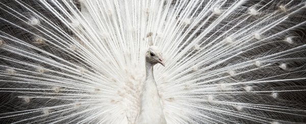 Darwin made an error about sexual selection, new research reveals