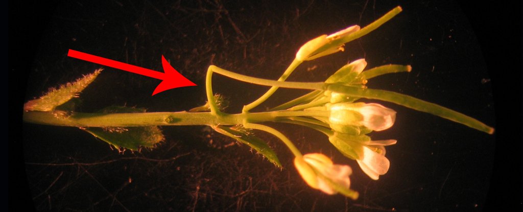 Scientists Have Studied This Plant For Over 100 Years. They Just Found a New Part - ScienceAlert