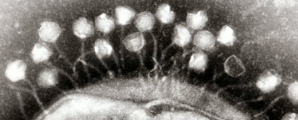Tens of thousands of viruses found in human poop are previously unknown to science