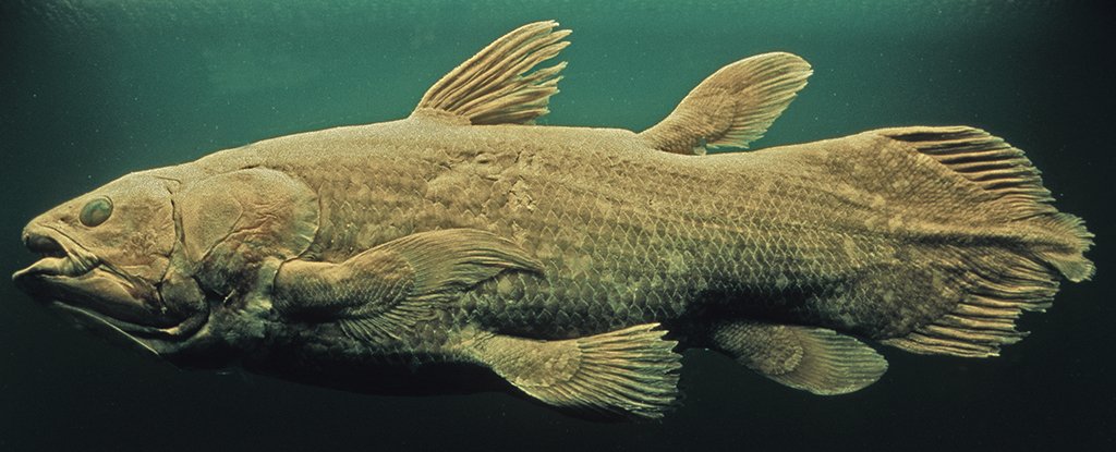 This Giant 'Living Fossil' Fish Can Live For 100 Years, Deep in The Ocean :  ScienceAlert