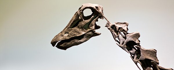Large dinosaurs were prone to extinction way before the asteroid, new study argues