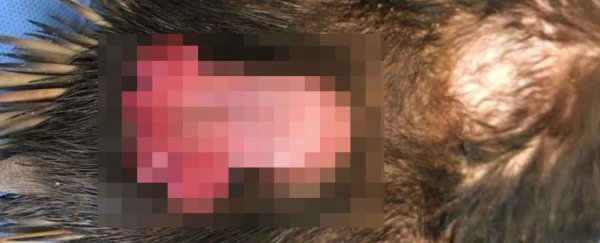Echidnas have four-tipped penises, and scientists want to understand why