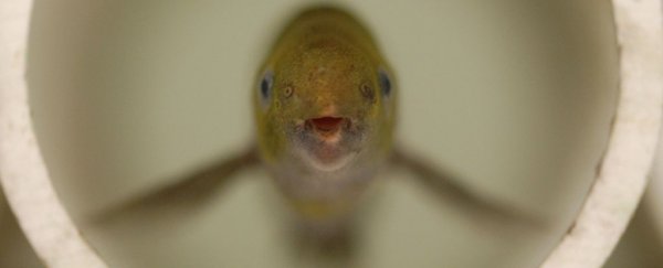 These Fish Speak With Electricity, But They Talk Just Like Us