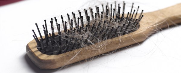 First evidence in humans shows stress may turn hair gray, and it could be reversed