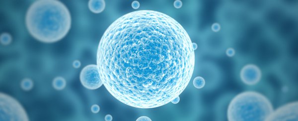 Newly discovered 'sleeper phase' in stem cells could advance brain tumor treatment