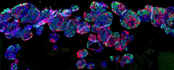 Genius 'shield' implant for diabetes treatment shows great results in mouse study