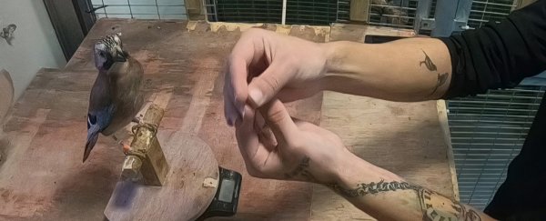 Scientists showed magic tricks to a bunch of birds. The birds were not fooled