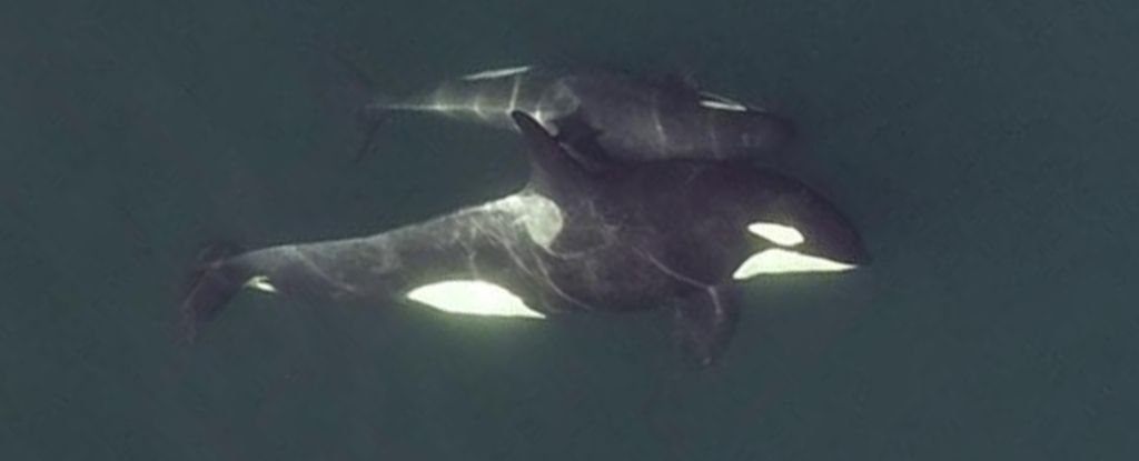 Drone Footage Shows Even Killer Whales Have Close 'Friends' - ScienceAlert