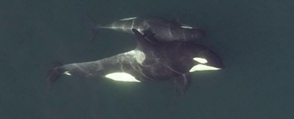 Drone footage shows even killer whales have close 'friends'