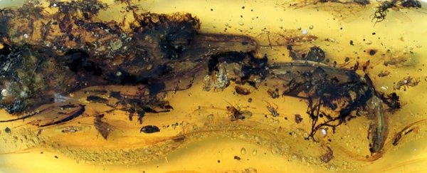 Once mistaken for a tiny bird with teeth, this fossil is now officially a lizard