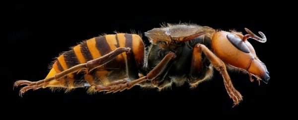 First 'murder hornet' of 2021 has been found in the US, and it's in a new area