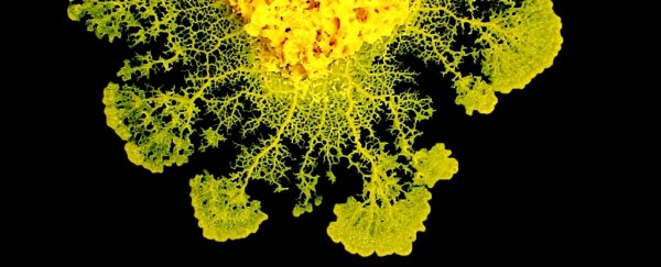 A yellow-green slime mold against a black background.