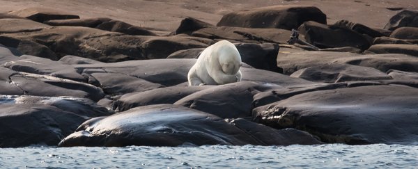 Leading scientist warns an irreversible Arctic tipping point may already be triggered