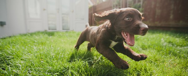 Puppies are born ready to socialize with humans, science shows