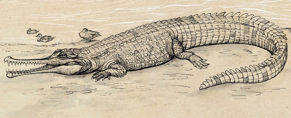This Giant Prehistoric 'River Boss' Is Largest Extinct Croc Ever Found in Australia - ScienceAlert