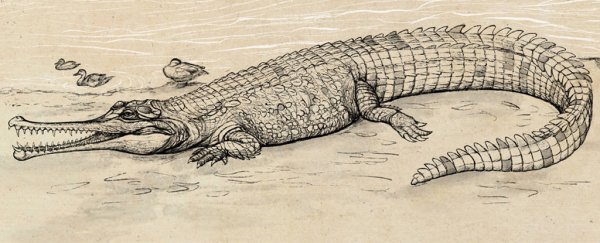 This giant prehistoric 'river boss' is largest extinct croc ever found in Australia