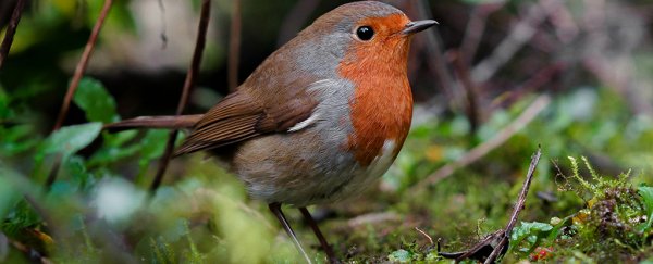 Source of a weird quantum sense found in an actual migratory bird for the first time