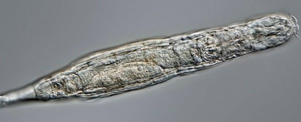 These tiny creatures were revived after 24,000 years frozen in the Siberian permafrost