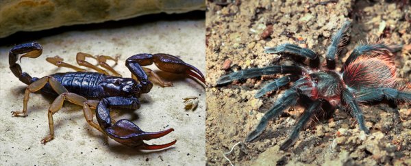Who'd win in a fight - scorpion or tarantula? A venom scientist has the answer