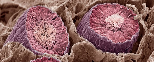 Our brains have more in common with testicles than you ever wanted to know