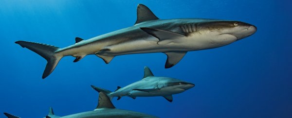 How do constantly swimming sharks ever rest? Scientists just figured it out