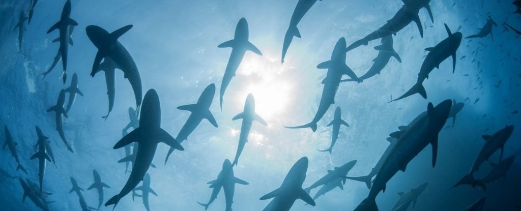 Cá mập đã gần như bị xóa sổ trong 19 triệu năm trước, và chúng không bao giờ hồi phục