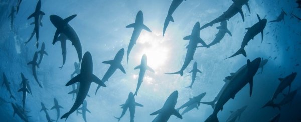 Sharks Were Almost Wiped Out 19 Million Years Ago, And They Never Recovered