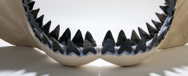 The giant megalodon mega-shark may have been even bigger than we thought