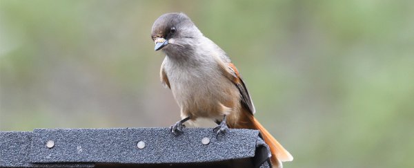 These birds shamelessly lie to their neighbors, but can tell they are being deceived