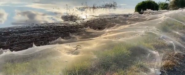 Vast, ghostly spiderwebs are blanketing the Australian countryside, again
