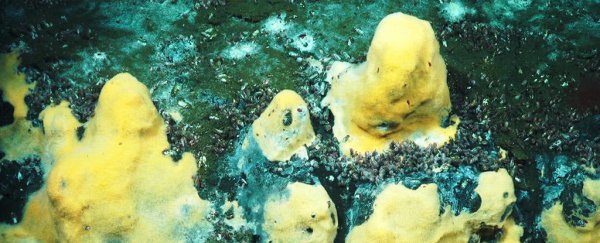 Ocean microbes may actually help moderate Earth's temperature, scientists say